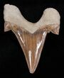 High Quality Otodus Fossil Shark Tooth (ON EBAY) #2223-1